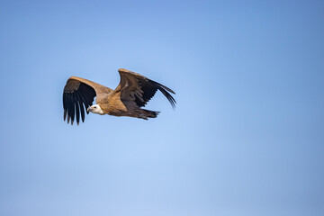 Obraz premium buitre leonado, buitre, animal, libertad, carroñero, protección, ecología, pluma, m, apresurado, vuela, cielo, fauna, aguilas, azul, alas, ave, cometa, negro, pandion haliaetus, vulture, emplumar, azo