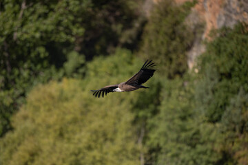 buitre leonado, buitre, animal, libertad, carroñero, protección, ecología, pluma, m, apresurado, vuela, cielo, fauna, aguilas, azul, alas, ave, cometa, negro, pandion haliaetus, vulture, emplumar, azo