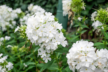 Obraz na płótnie Canvas Snow white phlox. Flower buds. Beautifully flowering herbaceous plant of the Polemoniaceae family.