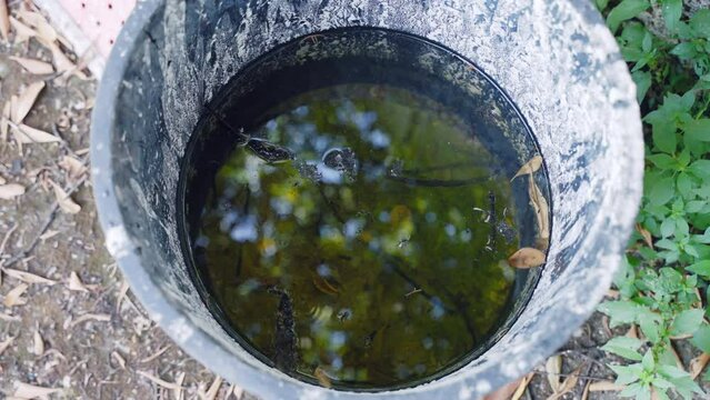 Top view shot of an old dirty plastic bucket with stagnant water outdoor. Smelly mud on the bottom of the bucket, tree branches, leaves and other trash creating comfortable conditions for mosquitoes