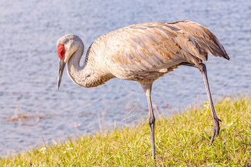 Front view of, a Sand Hill crane, walking a tropical lake shoreline, searching for next meal