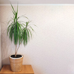 Tall houseplant Dracaena Marginata in a wicker basket on a chest of drawers. Home plants, care and interior decoration. Home gardening concept. Palm tree in the interior on a light background