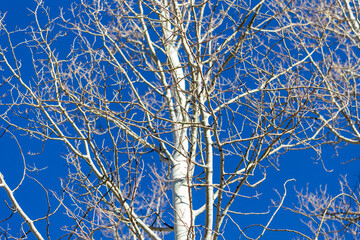 Large Aspen Tree in Colorado, USA