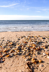 Small seashells on a beach with the ocean in the background.