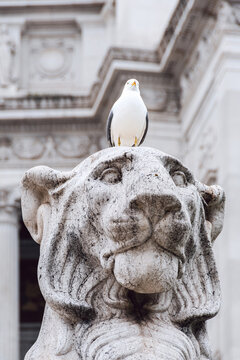 Seagull resting on a Roman statue with a historic building behind it