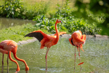 flamingos walking in water with green grasses background.