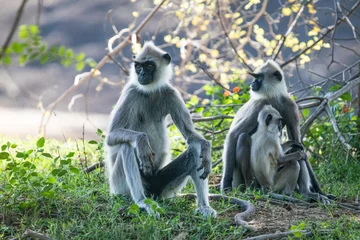 Foto auf Acrylglas black faced grey langur monkey in Yala National Park, Sri Lanka © Elena