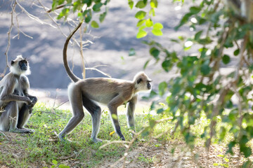 black faced grey langur monkey in Yala National Park, Sri Lanka