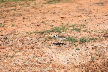 Kentish plover (Charadrius alexandrinus)
