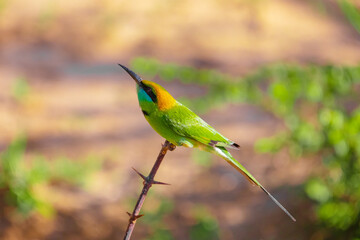 blue-cheeked bee-eater (Merops persicus)