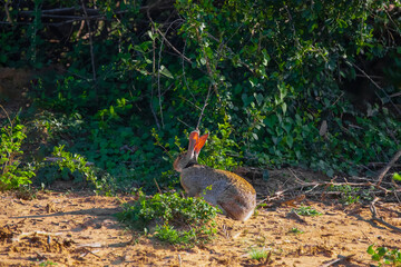 Scrub hare (Lepus saxatilis) in natural habitat