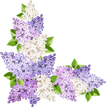 Corner background with purple, pink, and white lilac flowers and green leaves. Vector floral border