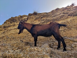 mountain goat on the mountain