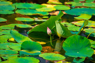 pond of Pink Lotus Flowers.