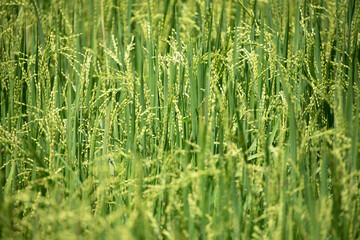 Beautiful golden rice field
