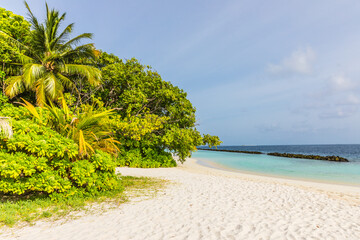 Lush tropical greenery on a tropical island in the Maldives