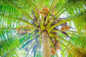 palm tree with view from bottom and details in the trunk .