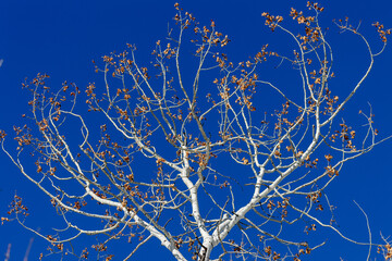Vail Colorado Aspen Trees Winter 2023 - obrazy, fototapety, plakaty