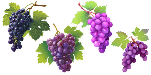 set of grape on transparent background. png file