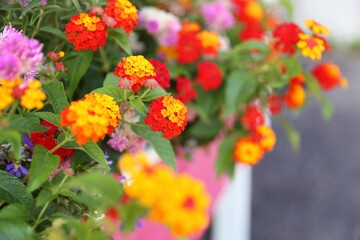 Bright Colored Annual Flowers in a Pretty Pink Garden PLanter