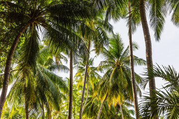 Obraz premium Palm trees on a tropical island in the Maldives