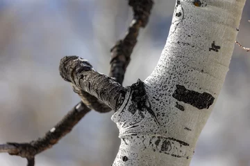 Möbelaufkleber Curvy Aspen Trees in Vail Colorado © Dylan