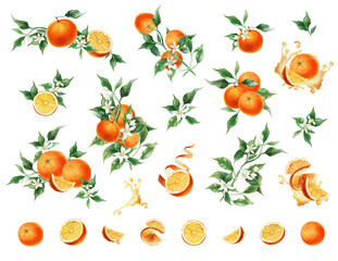 Orange fruit watercolor illustration isolated on transparent background. Blossom orange branch for labels, prints, banners, citrus wedding. Healthy food design elements