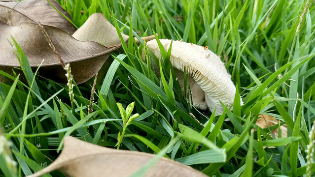 details of a mushroom