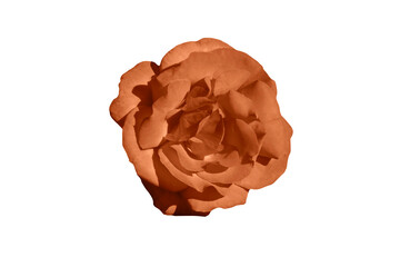 One blooming flower of delicate Peach Fuzz color rose isolated on white background. Close-up. Element of design.