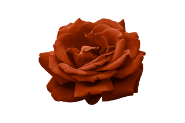 One peach puzz color rose isolated on white background. Bloom of Lovely Flower. Vibrant rosebud. Close-up.