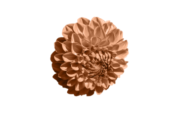 One blooming of Peach Fuzz color dahlia flower isolated on white background. Close-up. Element of design.