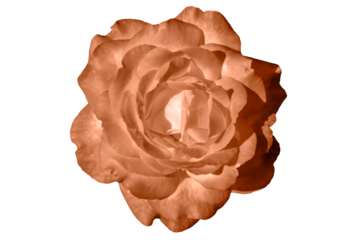 One blooming flower of delicate Peach Fuzz color rose isolated on white background. Close-up. Element of design.