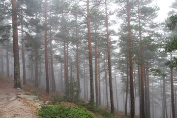 bosque, árbol, naturaleza, árbol, bruma, paisaje, niebla, sol, otoñal, alumbrado, madrugada,...