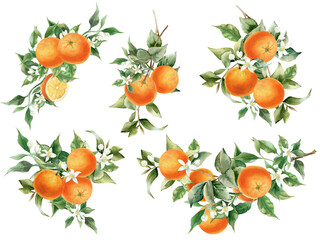 Orange fruit watercolor illustration isolated on transparent background. Blossom orange branch for labels, prints, banners, citrus wedding. Healthy food design elements