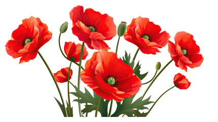 Red Poppy Flowers Isolated on transparent background.