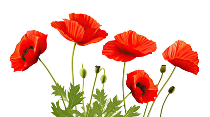 Fototapeta premium Red Poppy Flowers Isolated on transparent background.