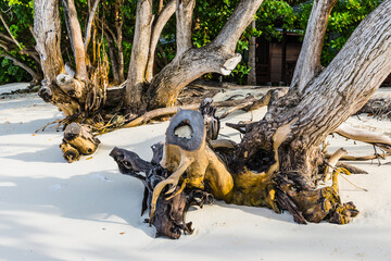 big tree on an island in the Maldives
