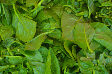 Heap of fresh green spinach on farmers market display. Close up view. 