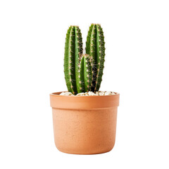 Cactus in pot isolated on transparent background.