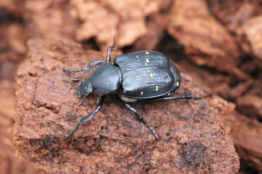 The variable Chafer Gnorimus variabilis beetle from family Scarabaeidae rare European beetle on roten wood.