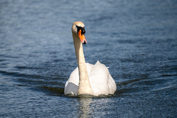 A Swan Glides Gracefully across Thatcham Lake
