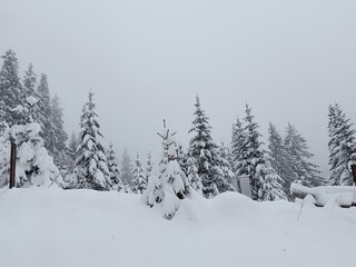 snow covered trees