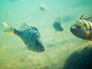 Curious perch swimming close underwater