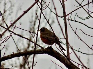 Bird on branch