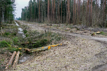 Construction of a new road and new powerline through the forest by cutting down trees, logging