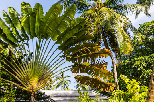 unusual palm of Madagascar (Ravenala madagascariensis) in the Maldives