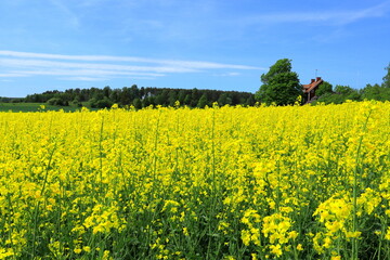 Canola field or rape seeds. Summer landscape. Rural photo. Stockholm, Sweden.