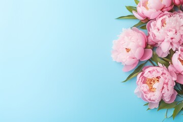 Flat lay of pink peony flowers with copyspace on blue background