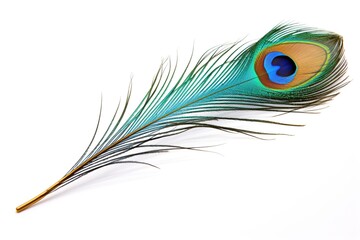 Obraz premium Peacock feather on white background