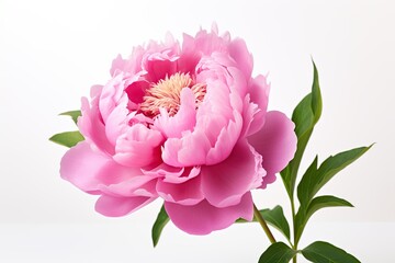 Pink peony flowers on white background
